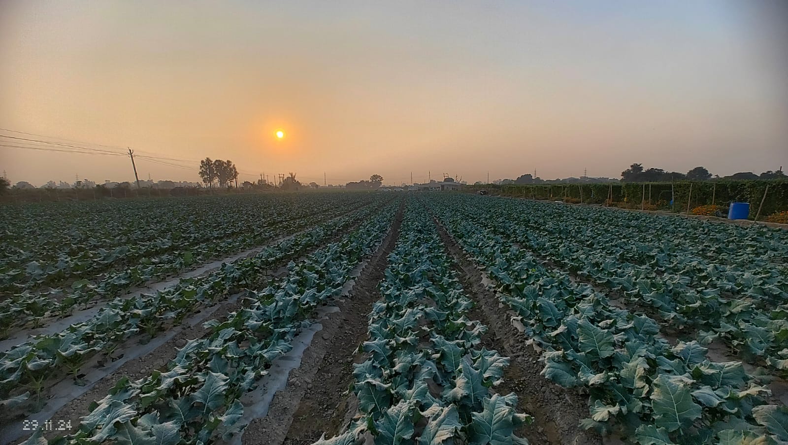 Cauliflower block at sunset on the model farm