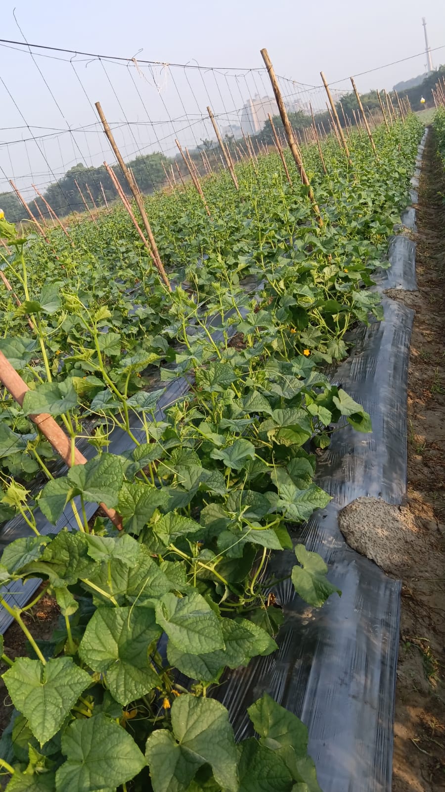 Cucumber vines on trellis at the model farm