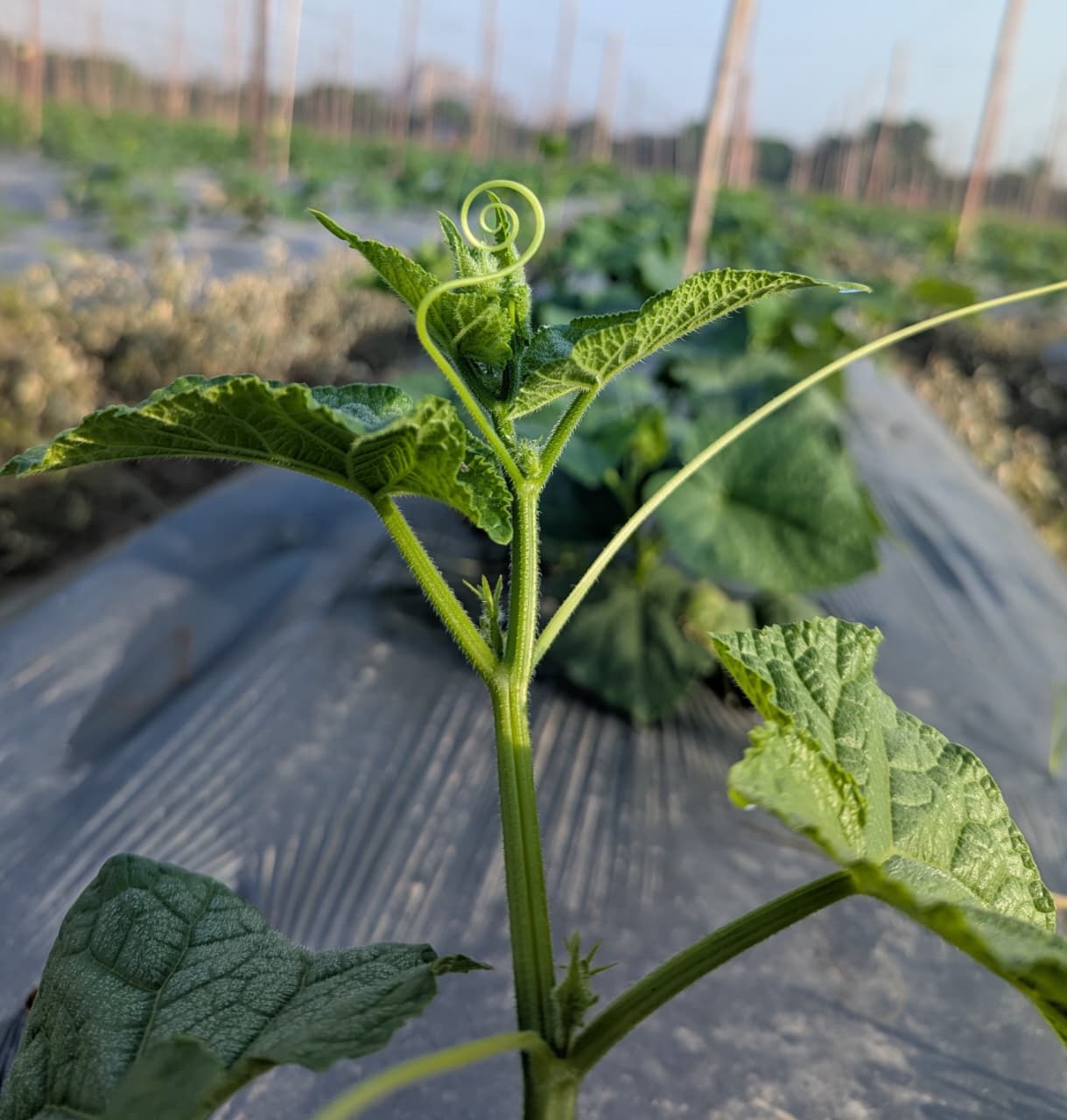 Cucumber tendril on a young trellised vine