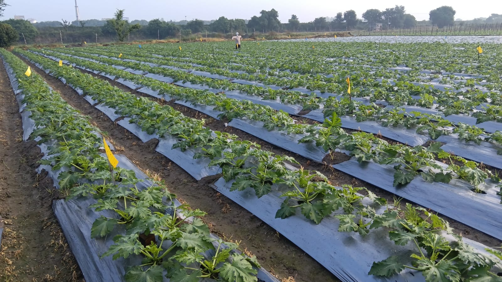 Model farm zucchini block on mulched beds