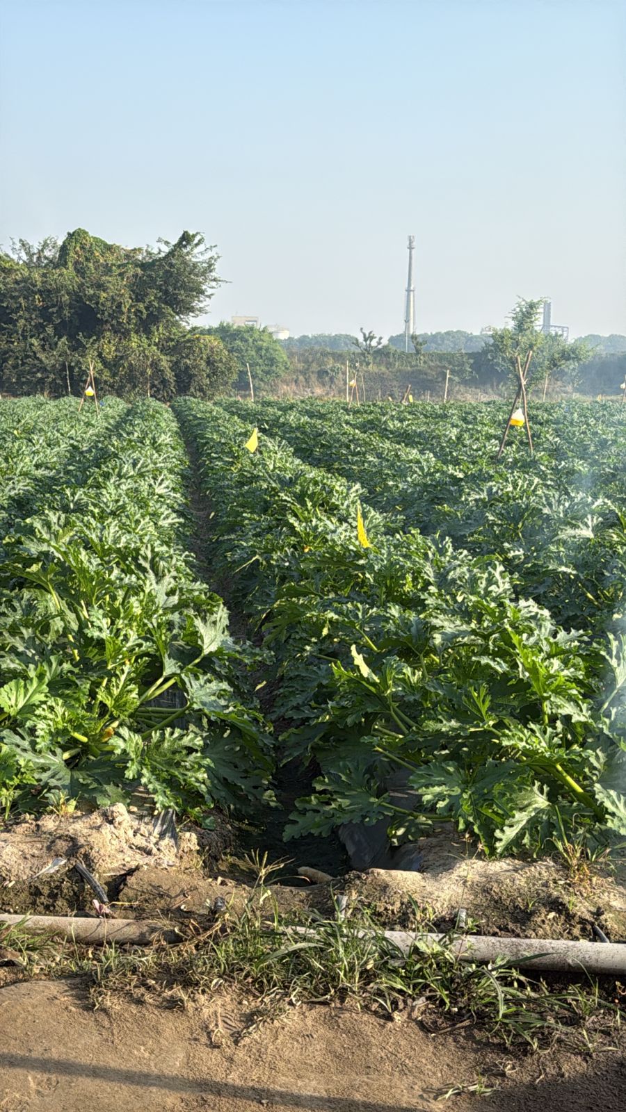 Mature zucchini rows under drip and trellis at the model farm