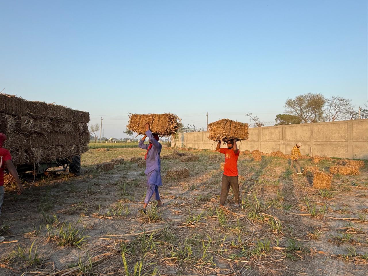 Workers loading straw bales onto a trolley