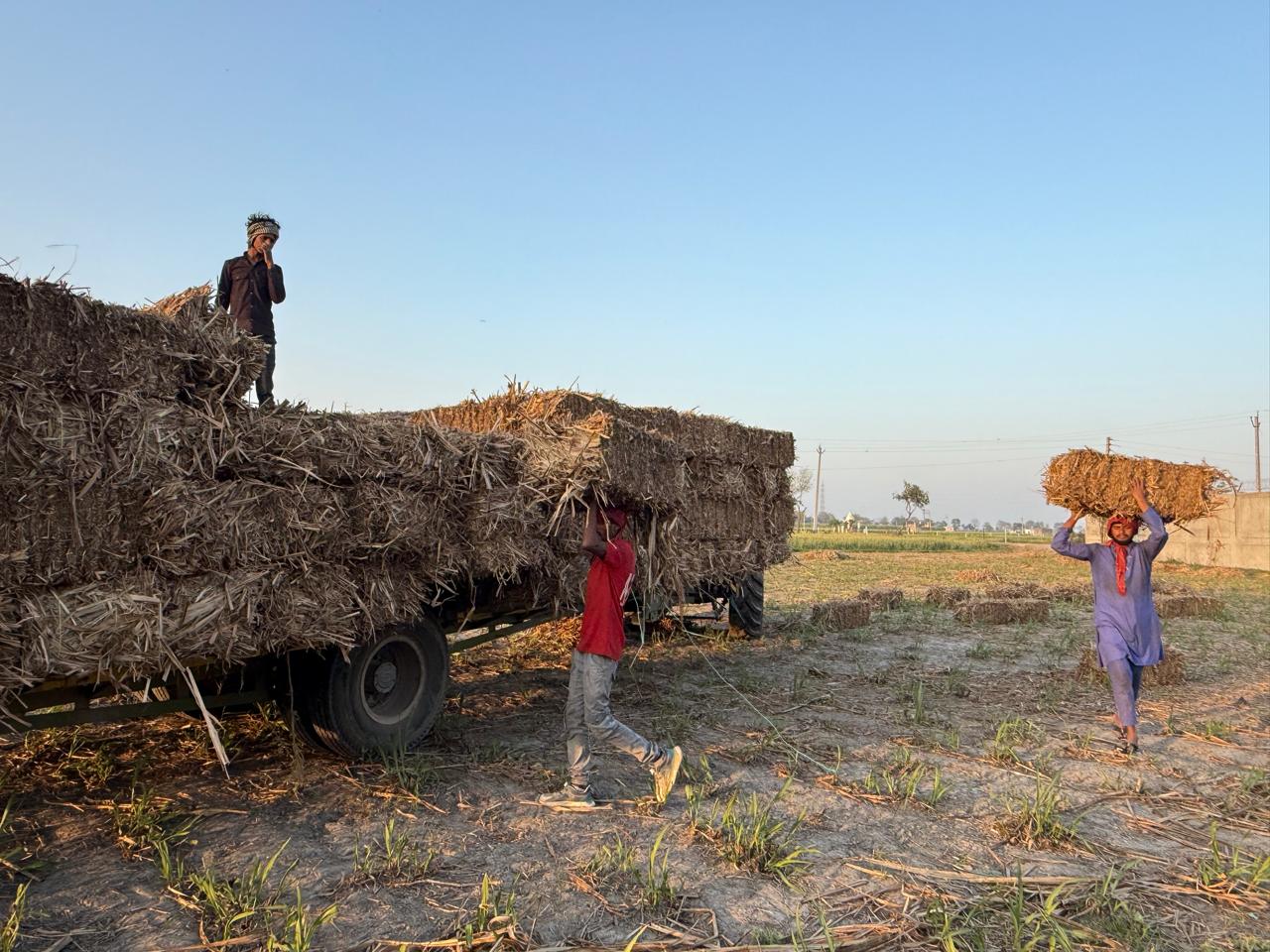 Workers carrying bales beside a loaded trolley